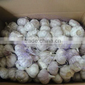 HOT SALE--Chinese Fresh Garlic thumbnail-1