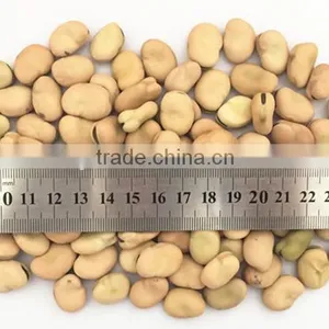 Hot Sale Big Size Broad Beans for Hot Sale With Free Sample for You thumbnail-2