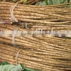 Fresh Burdock thumbnail-1