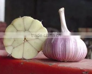 Low Price Buy Chinese Garlic thumbnail-1