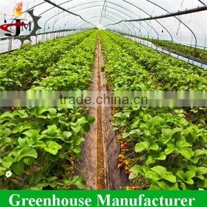 High Quality 200 Miron Film Tunnel Arch Green Houses for Vegetable Used thumbnail-3