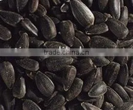 Oil Sunflower Seeds thumbnail-1