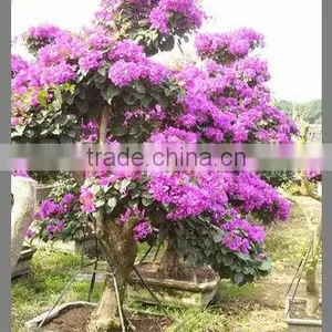 Bougainvillea Glabra Live Plants Live Bonsai thumbnail-1