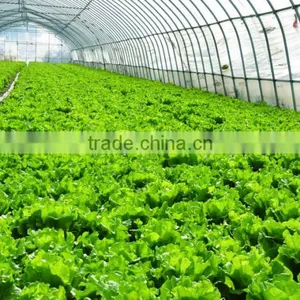 Good Daylighting and Fire Retardant Vegetables Greenhouse,commercial Greenhouse,fiberglass Greenhouse thumbnail-1