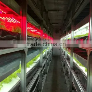 Greenhouses For Vegetables thumbnail-4