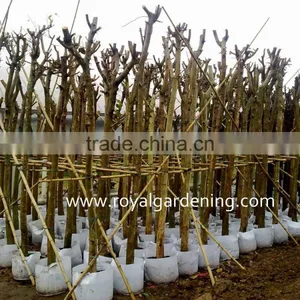 Cassia Fistula Plants for Middle-east Landscaping thumbnail-2