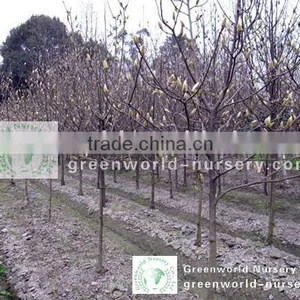 Magnolia Denudata Plants thumbnail-1