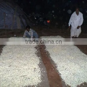 Jasmine Sambac Oil thumbnail-3