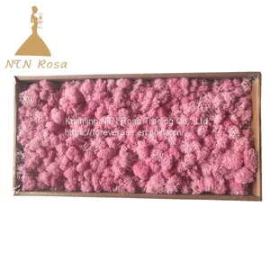 Preserved Forest Moss for Hotel or Office Decoration thumbnail-1