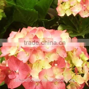 Good Price Hydrangeas For Wedding Fresh Cut Hydrangea From China thumbnail-6