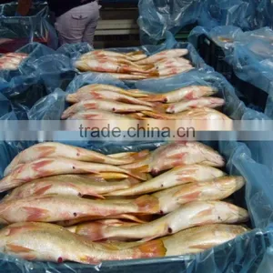 MEXICO YELLOW CROAKER WHOLE ROUND thumbnail-3