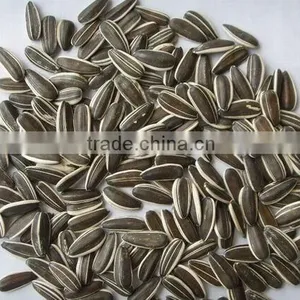 New Crop High Quality Chinese Sunflower Seed 5009/3638/0409/363 on Promotion for Europ thumbnail-4
