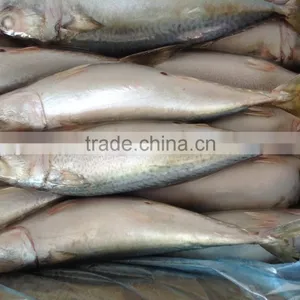 Frozen Mackerel Caught by Light Seine 300-400g thumbnail-3