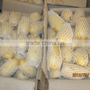 New Crop Fresh Potato thumbnail-1