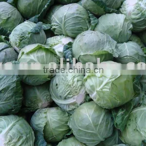 Chinese Round Cabbage thumbnail-1