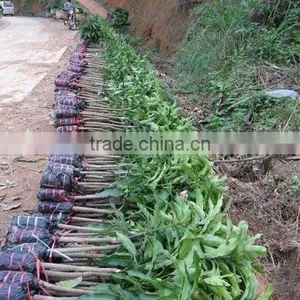 Mango Tree Seedling Mangifera Indica Tree Seedlings thumbnail-6