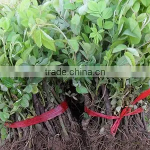 Multi Color Roses Seedlings thumbnail-2