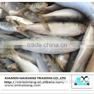 New Arrival Frozen Sardines for Bait thumbnail-4