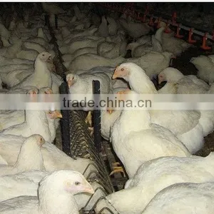 Automatic Breeder Chain Feeding System thumbnail-5