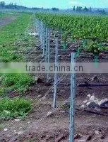 Vineyard Post Factory in China thumbnail-1