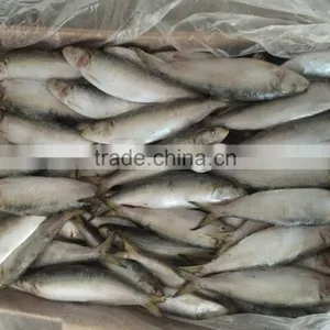 High Quality Machine Grade Canned Sardines Manufacturers With Cheapest Price thumbnail-5