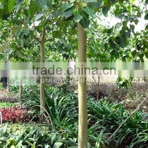 Ficus Religiosa 10cm Trunk thumbnail-1