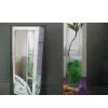 Glass Vase thumbnail-1
