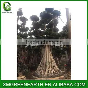 Ficus Microcarpa Big Bonsai 5m (4) thumbnail-2