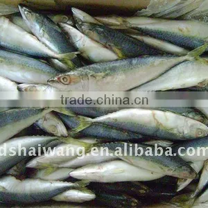 Frozen Pacific Mackerel Fish Seafrozen for Common Use thumbnail-3