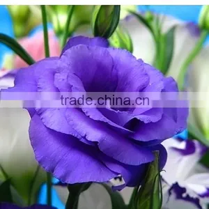 Top Grade Hot Selling Fresh Cut Flower Eustoma Wholesale thumbnail-1