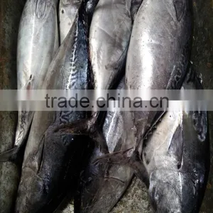 Frozen Auxis Thazard Bonito Tuna Fish WR thumbnail-4