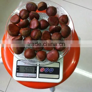 Fresh Chestnut,chestnuts Wholesale thumbnail-1
