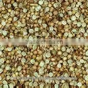 Coriander Splits thumbnail-1
