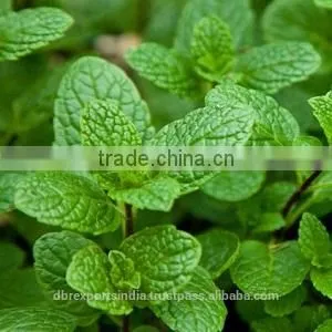 Spearmint Oil (Mentha Spicata) thumbnail-1