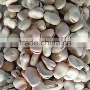 2016 Broad Beans for Cannery Fava Beans Price Faba Bean Wholesale thumbnail-3