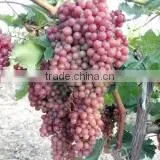 Fresh Red Grape thumbnail-2