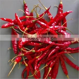 Premium Quality Indian Dry Red Chilli Exporters thumbnail-4