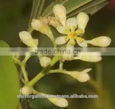 Bay Leaf Oil (Cinnamomum Tamala) thumbnail-1