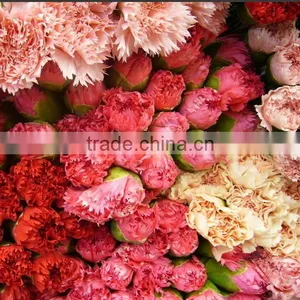 Mother's Day Gift Fresh Carnation Flower Wholesale Price thumbnail-3