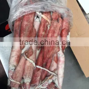 Frozen Loligo Chinensis Whole Round 13-18cm thumbnail-1
