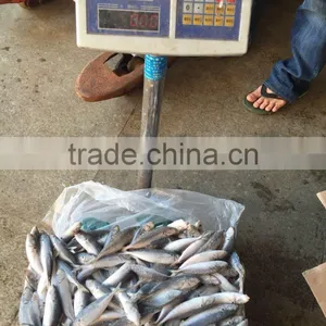 Superior Quality 18CM China Made Frozen Fresh Horse Mackerel thumbnail-3