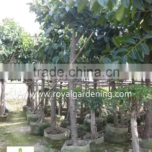 Ficus Elastica Tropical Trees thumbnail-1