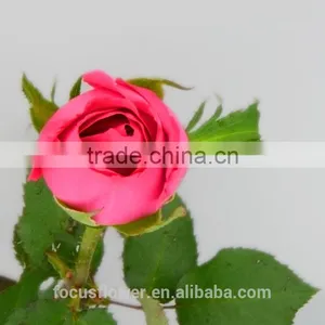 Natural Pink Rose Flowers Fresh Cut Flowers Big Pink Rose for Wedding Decoration thumbnail-6