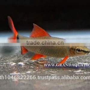 Rainbow Shark Fish/Ornamental Fish Thailand thumbnail-2