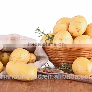Sweet Fresh Potato thumbnail-2