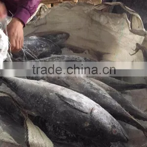 Frozen Yellowfin Tuna thumbnail-6