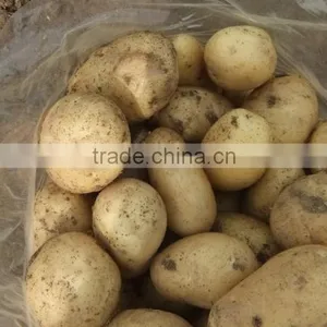 2015 Best Quality of the Potato in Anqiu thumbnail-2