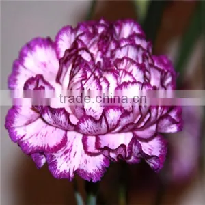 Fresh Cut Flower Classical Single Gerbera Decoration Flowers thumbnail-1
