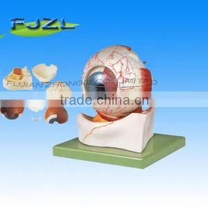 Human Anatomical Eyeball Model ,Eye Model for Study thumbnail-1