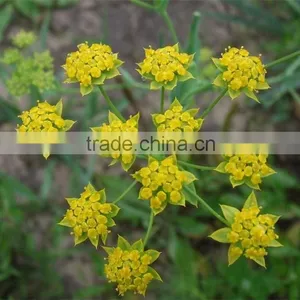 Pure and Natural Aromatheraphy Bupleurum Herbal Oil/Chinese Thorowax Root Extract thumbnail-2